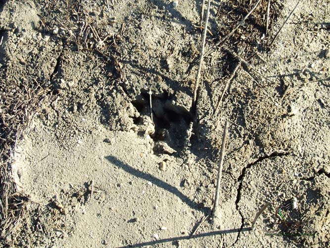 La lontra nell''Appennino meridionale